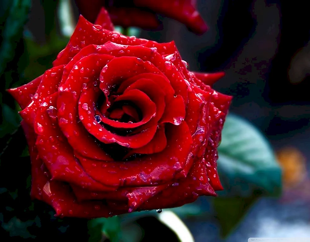 Rose Red Rose