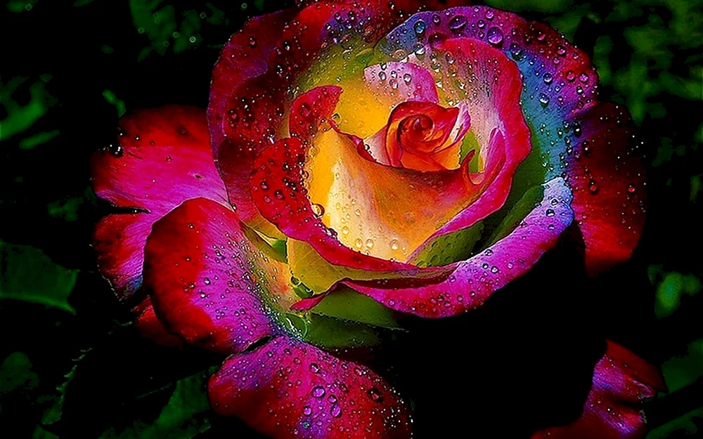 Rainbow rose