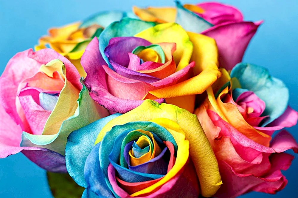 Rose Rainbow