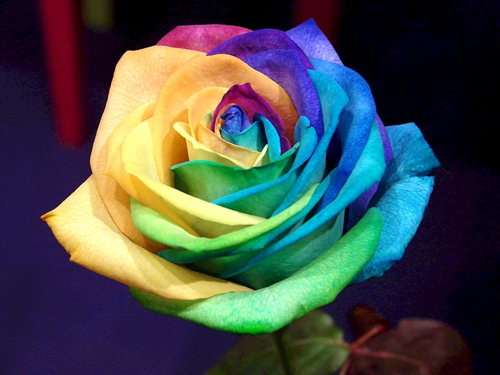 Rosa Sweetness