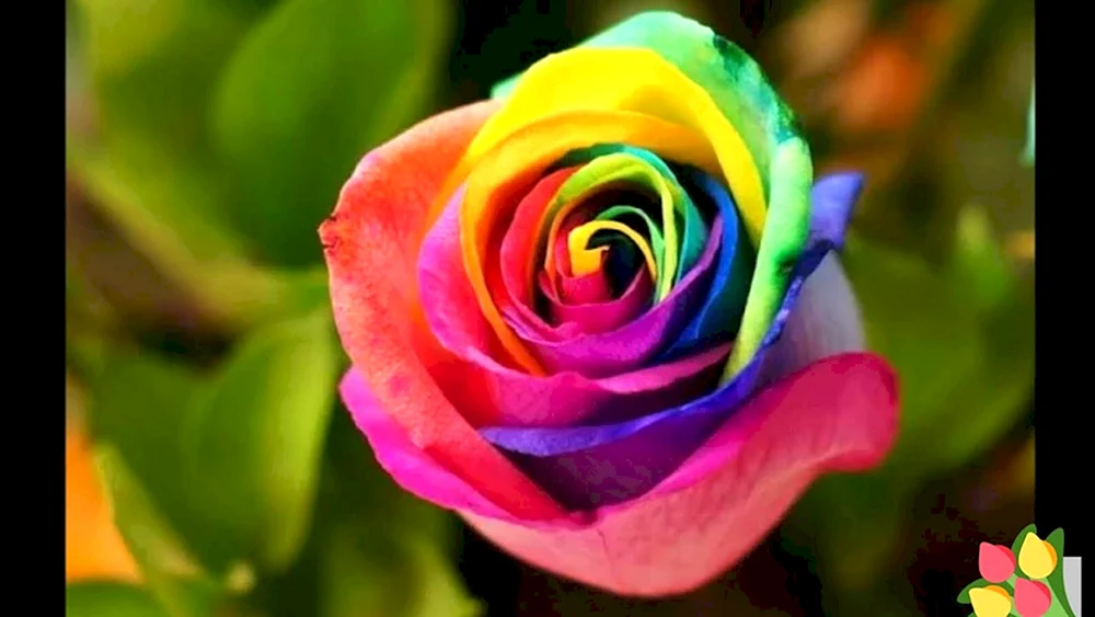 Rainbow