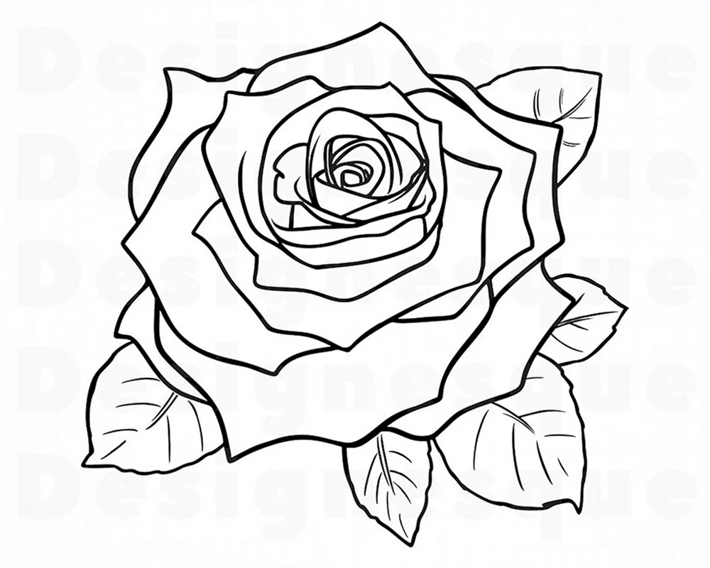 Rosenzeichnung