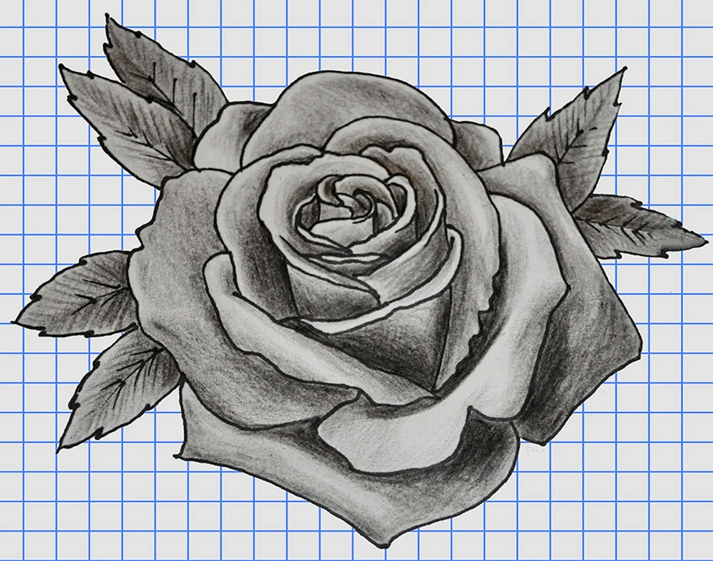 Blumenzeichnung mit Bleistift