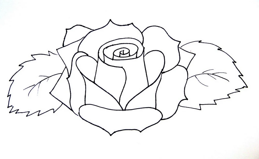 Rosen zeichnen mit Bleistift