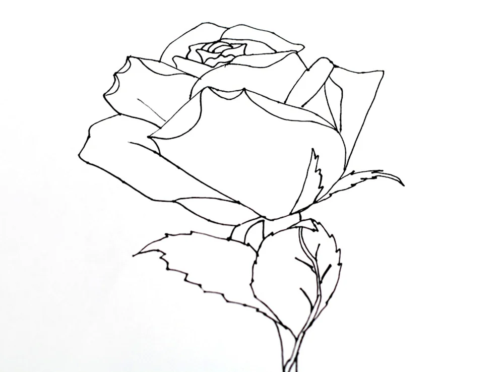 Blumen zeichnen mit Bleistift