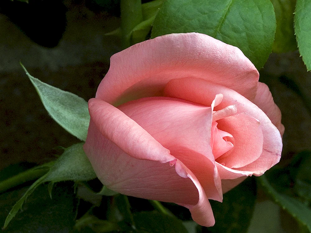 Rose Sentimental