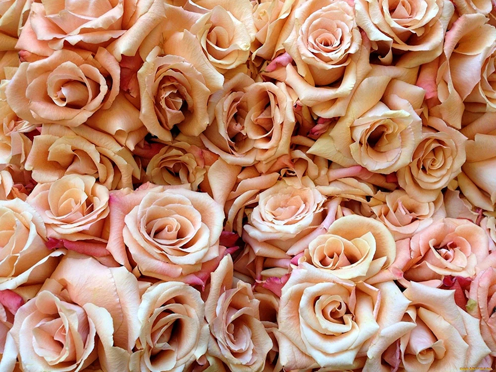 Rose Sevilla