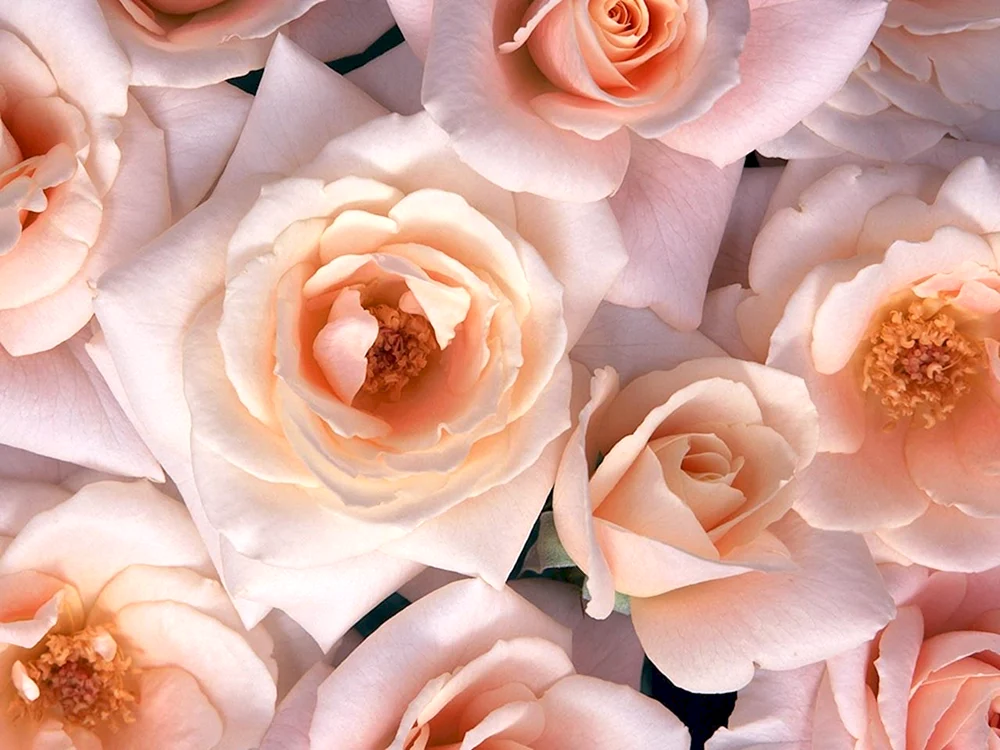 Rose Sevilla