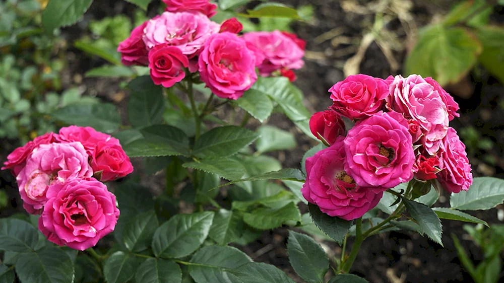 Rose Sophie Rose