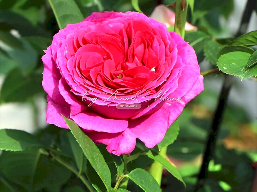 Rose Sophia Renaissance