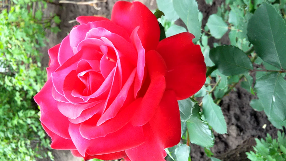 Rose Sophie Rose