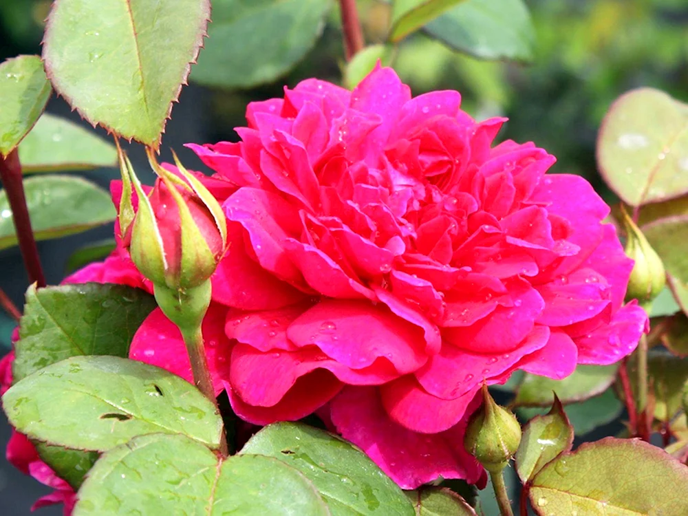 Rose Sophie Rose