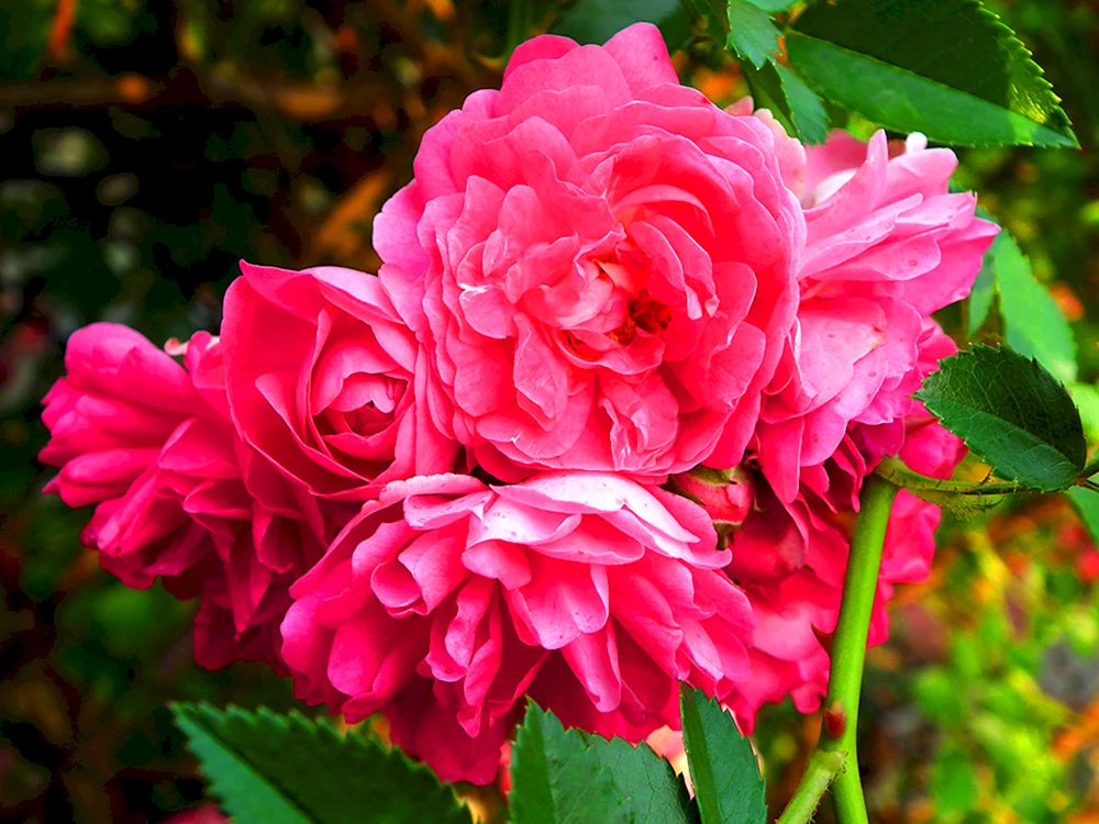 Rose Sophie Rose