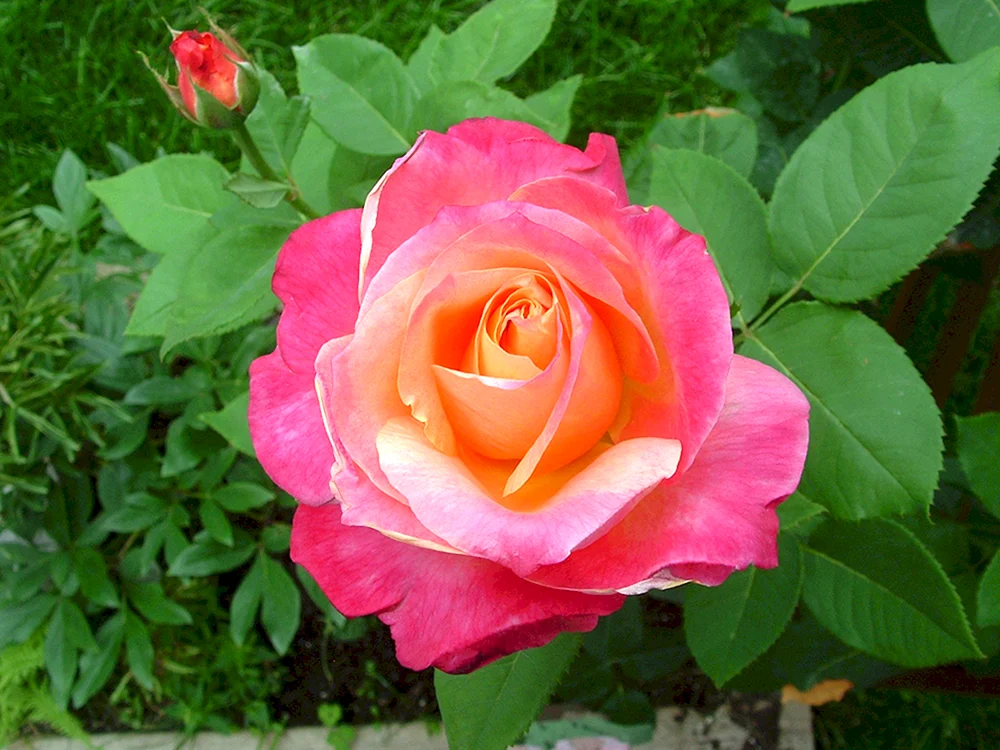 Rose Sophie Rose