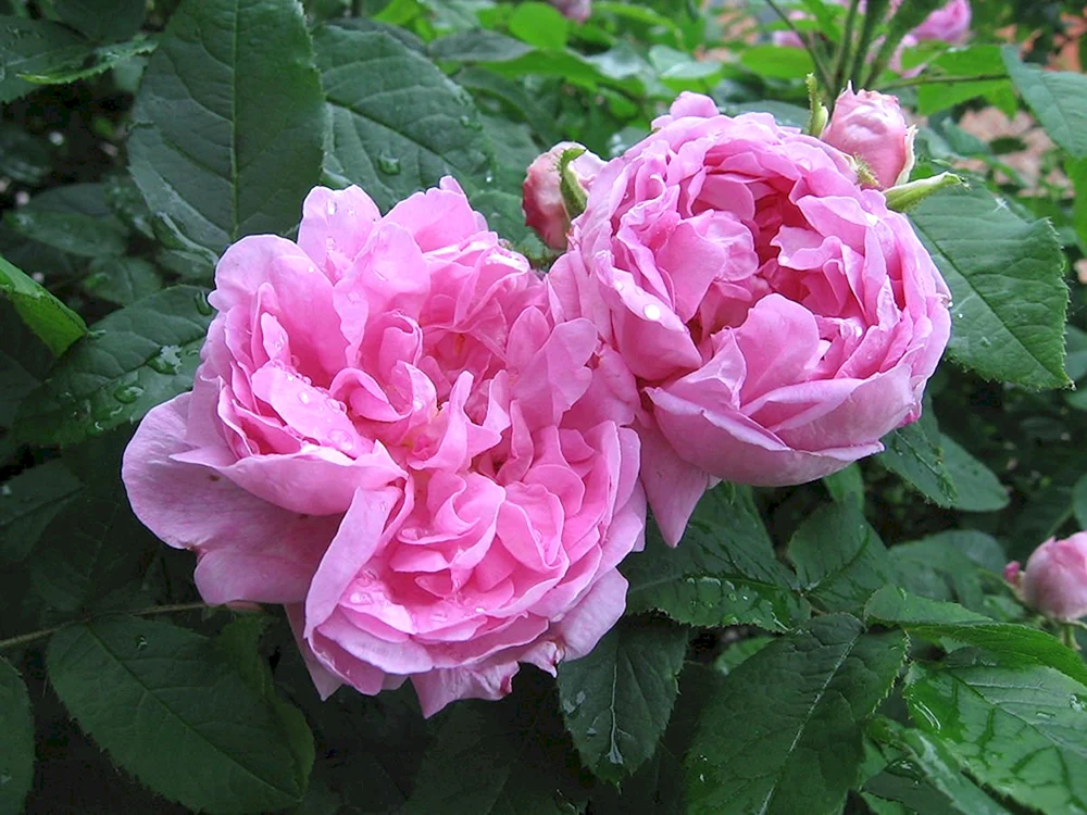 Rose Sophie Rose