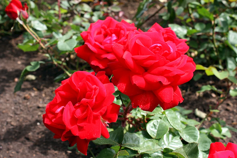 Rose Sophie Rose