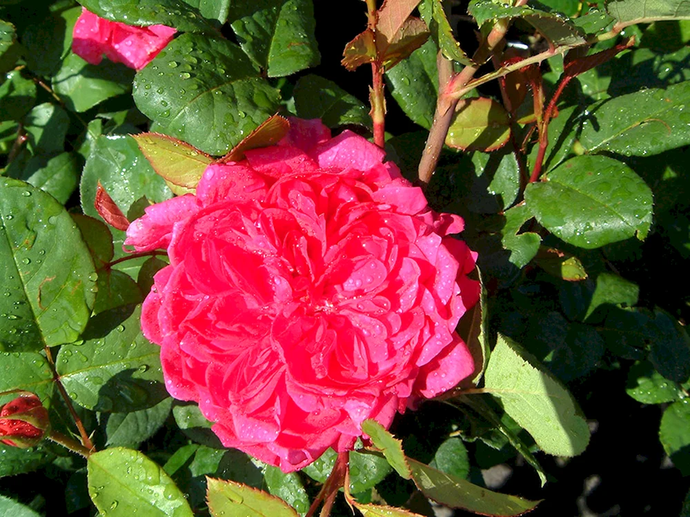 Rose Rose