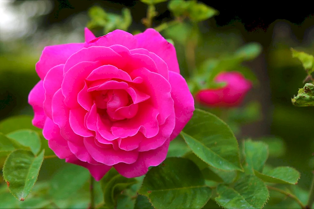 Rose Rose Sophie Rose