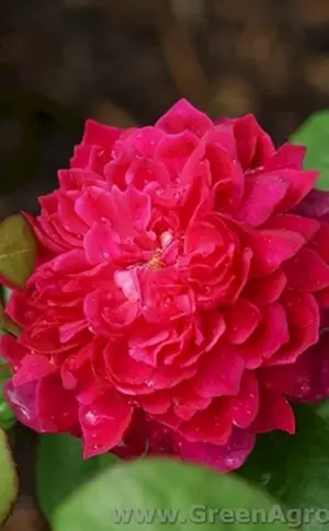 Rose Sophie Rose