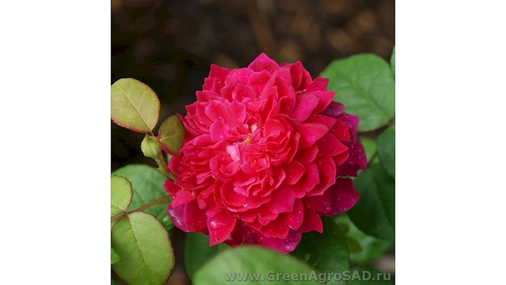 Rose Sophie Rose