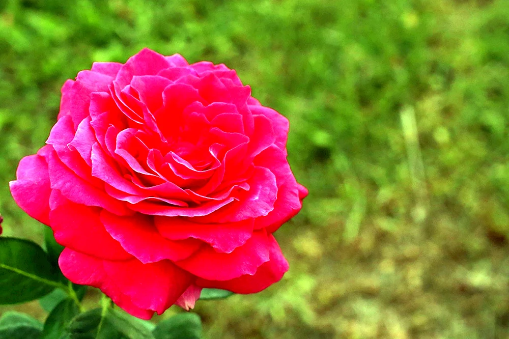 Rose Sophie Rose