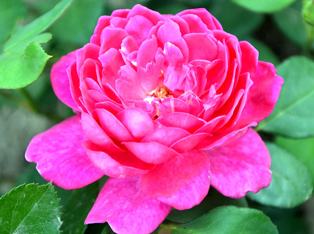 Rose Sophie Rose