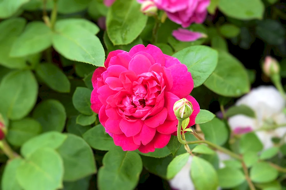 Rose Sophie Rose