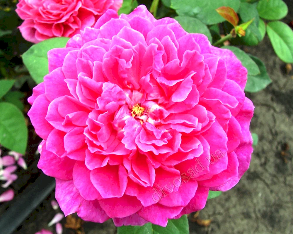 Rose Sophie Rose
