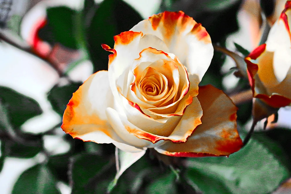 Teehybrid Rose Hybride Alliance