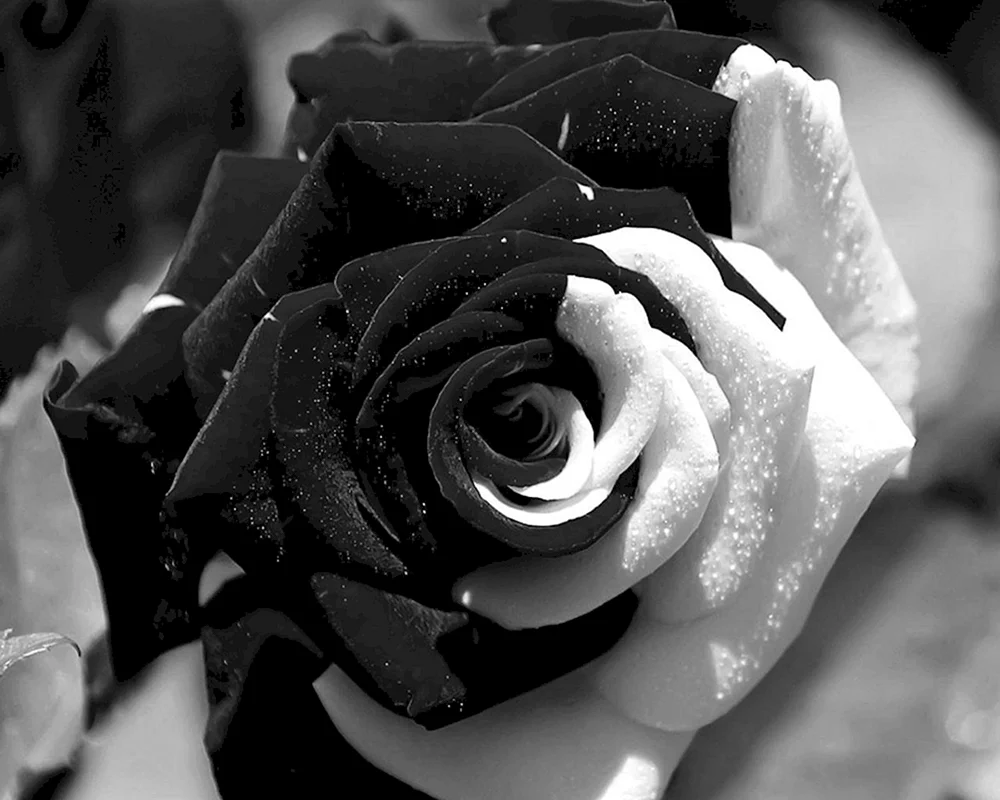 Rose Sparling weiß schwarz