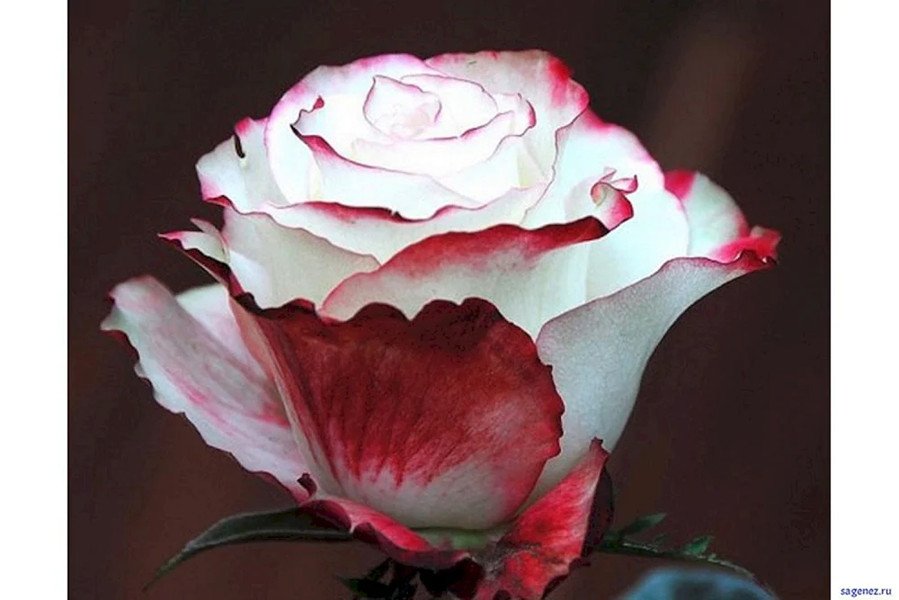 Rosa Rainbow