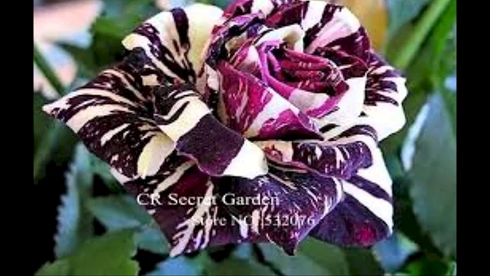 Seltene Rosen