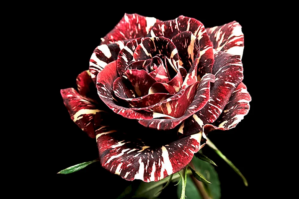 Rose Osiria