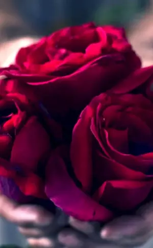 Rose in den Händen eines Mädchens