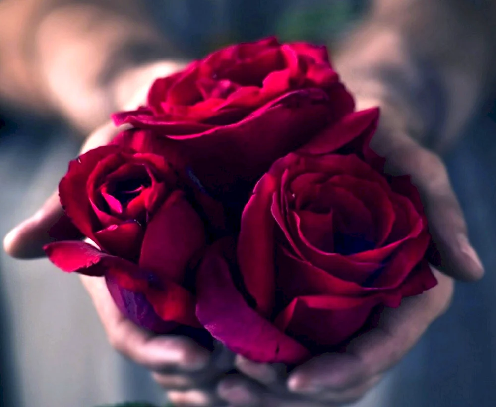 Rose in den Händen eines Mädchens