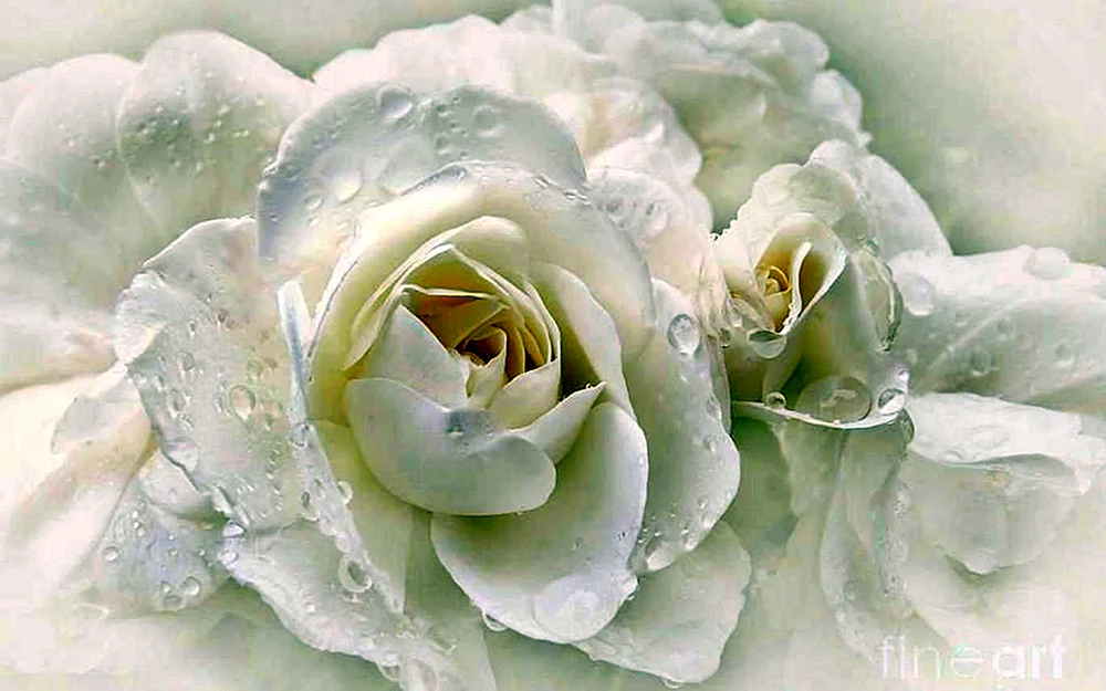 Feine weiße Blumen