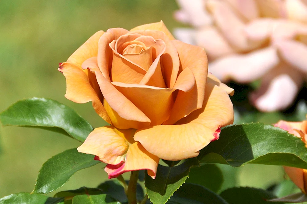 Verona rose