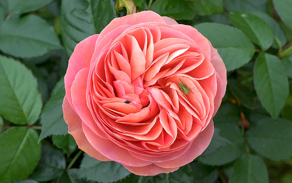 Rose Tiger Osiria