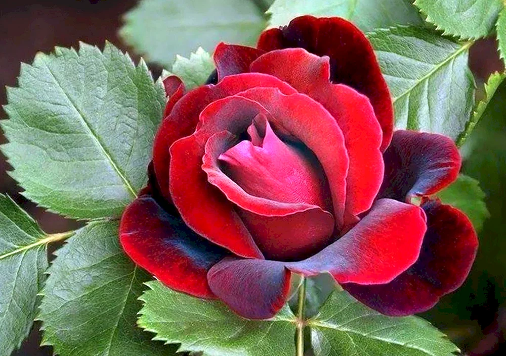 Rose Vulcanica