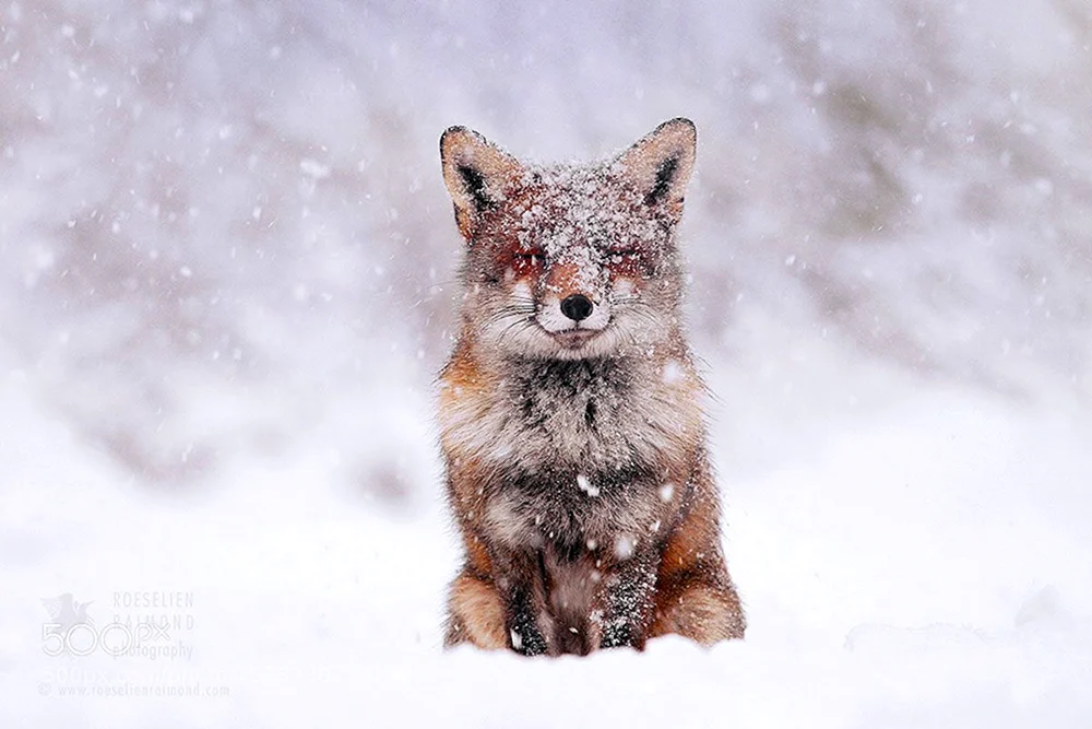 Fuchs