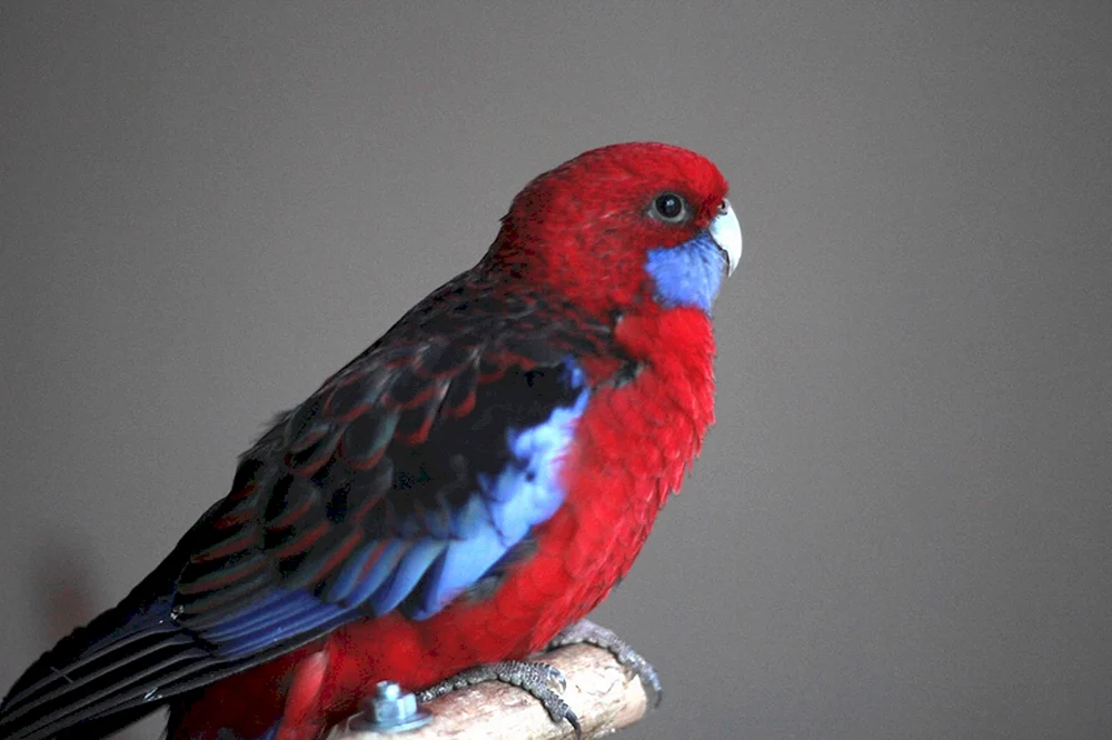Rosella Rubinpapagei
