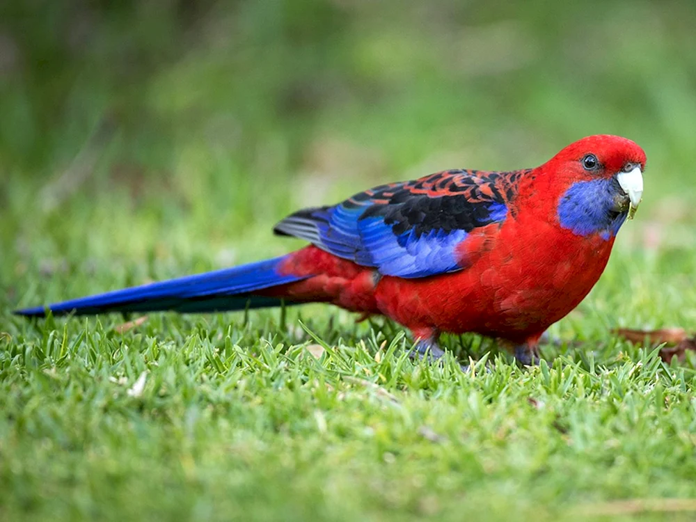 Roter Papageienfisch