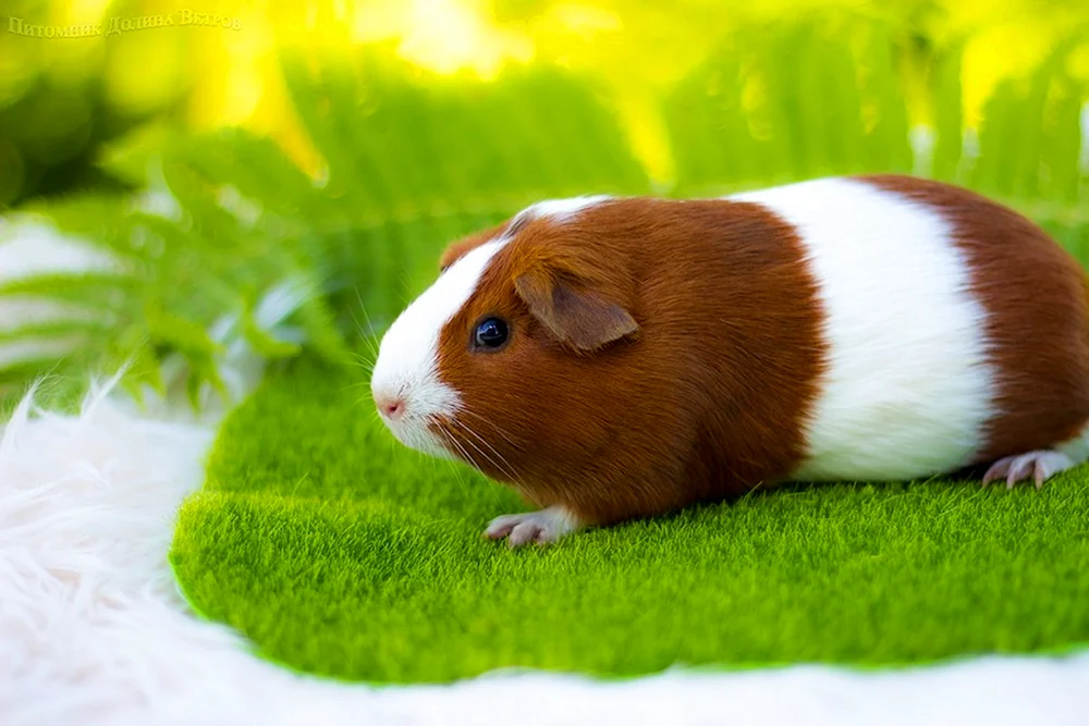 Piggy Minischwein