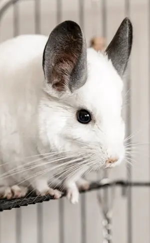 Rosa Chinchilla