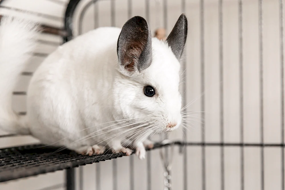 Rosa Chinchilla