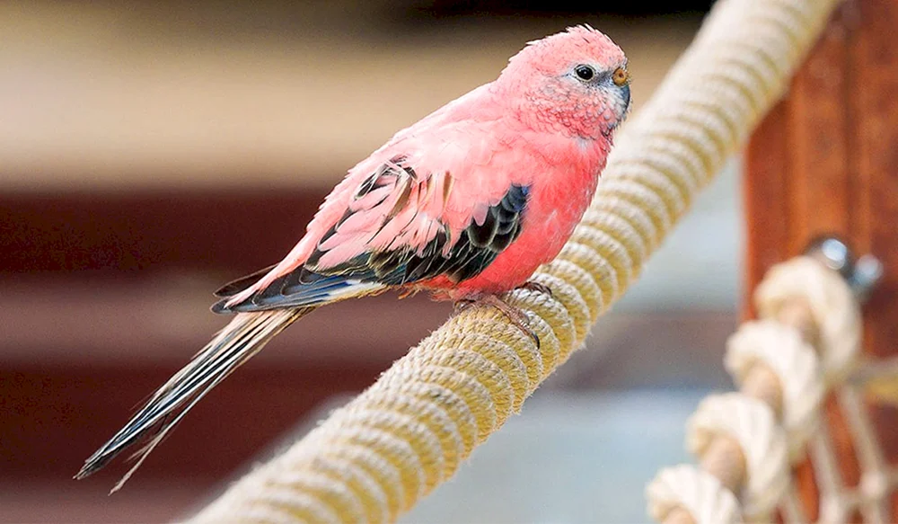 Pink-Bellied Grass Parrot