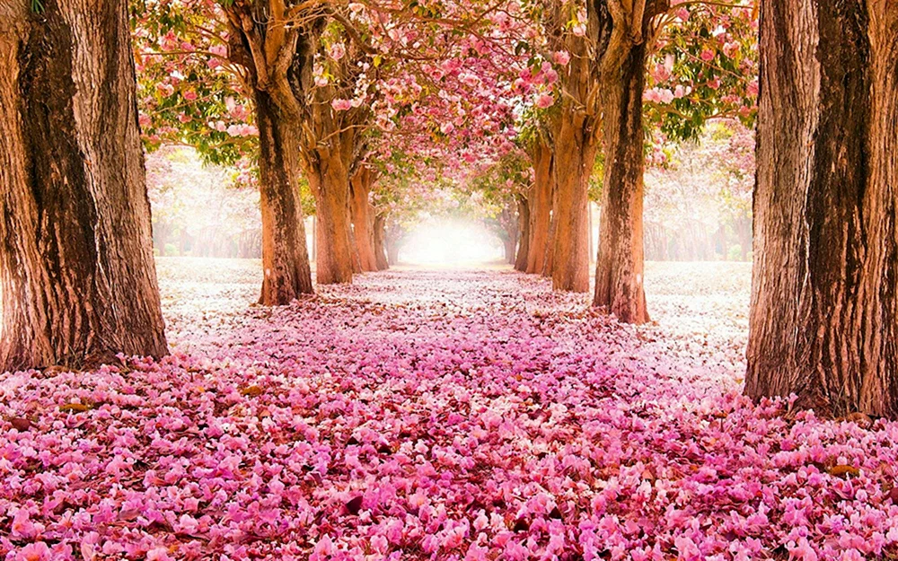 Pink Tree