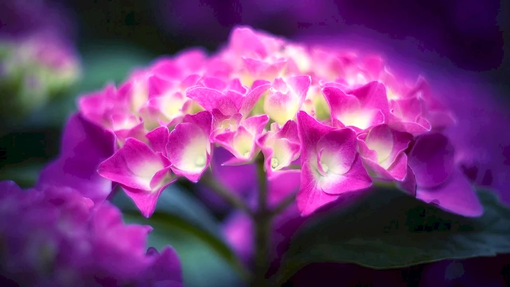 Carnation multiflora