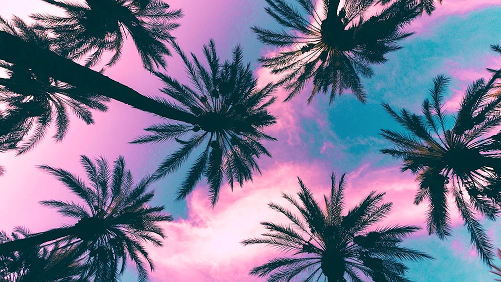 Pink Palmen