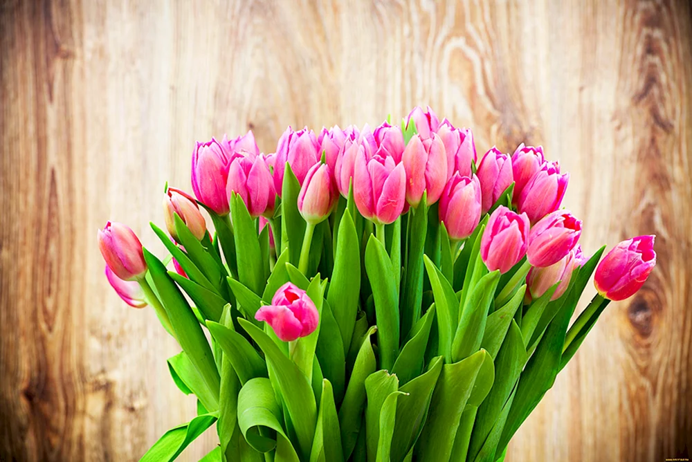 Tulpe Purple. Eleganz